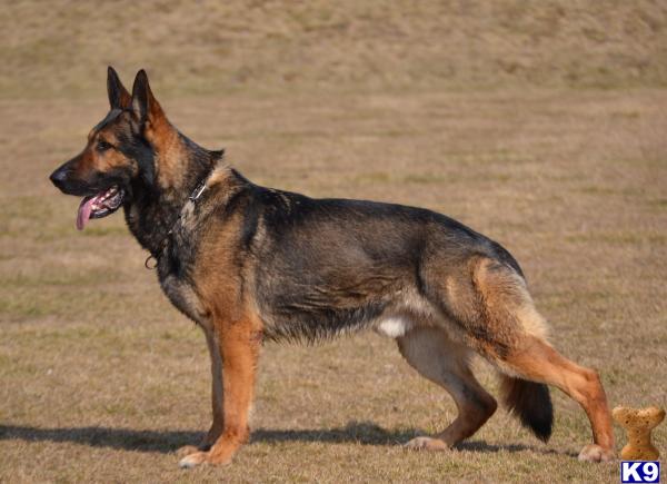 German Shepherd